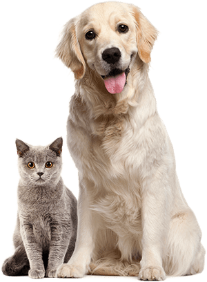 Cat and dog